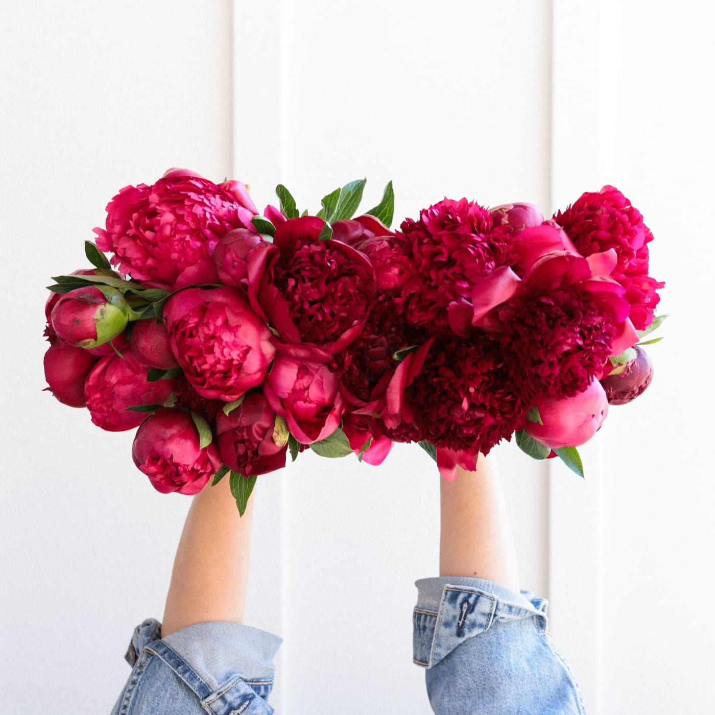 Red-Handed: 20 Peonies, fully bloomed