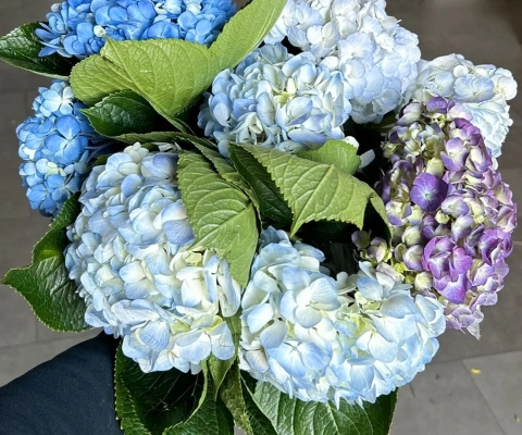 We Tested Three Ways To Keep Hydrangeas From Wilting... Here’s What Happened!