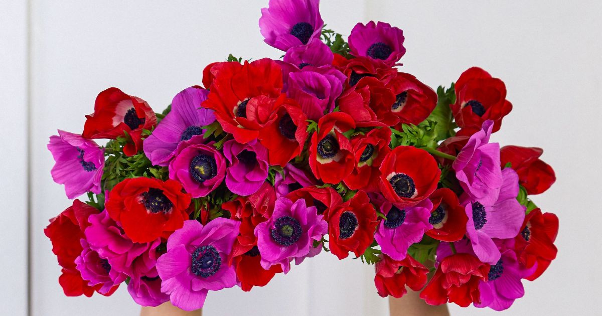 Fresh Anemones | Stunning Flower Bouquet | Fast Delivery