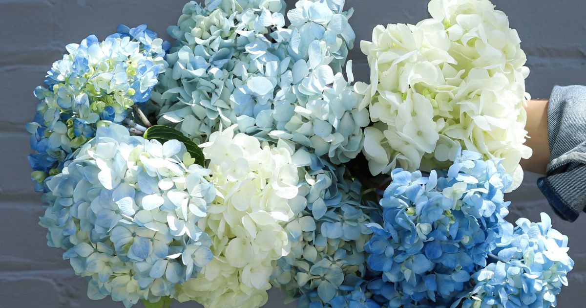 Hydrangeas | Farm Fresh Flower Delivery | Farmgirl Flowers