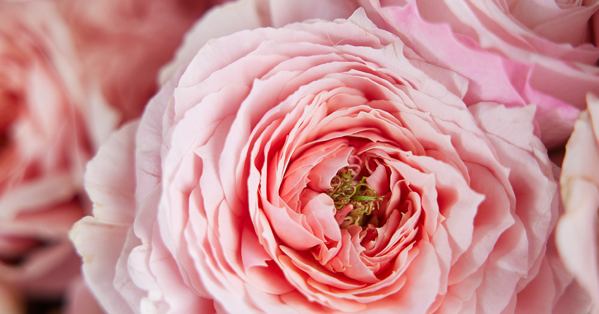 Large Garden Rose Bouquet Online | Farmgirl Flowers
