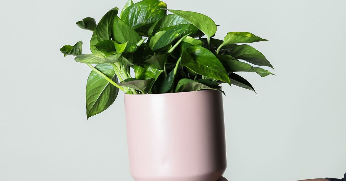 Aspca pothos hot sale