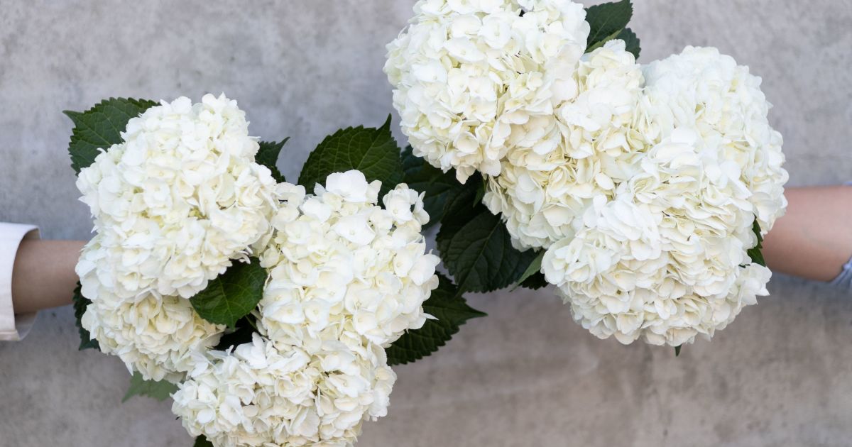 Send Hydrangea | Shop Fresh Flowers | Online Flower Delivery