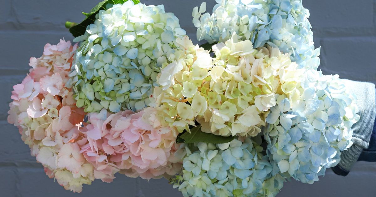 Hydrangeas | Online Flower Delivery | Farmgirl Flowers