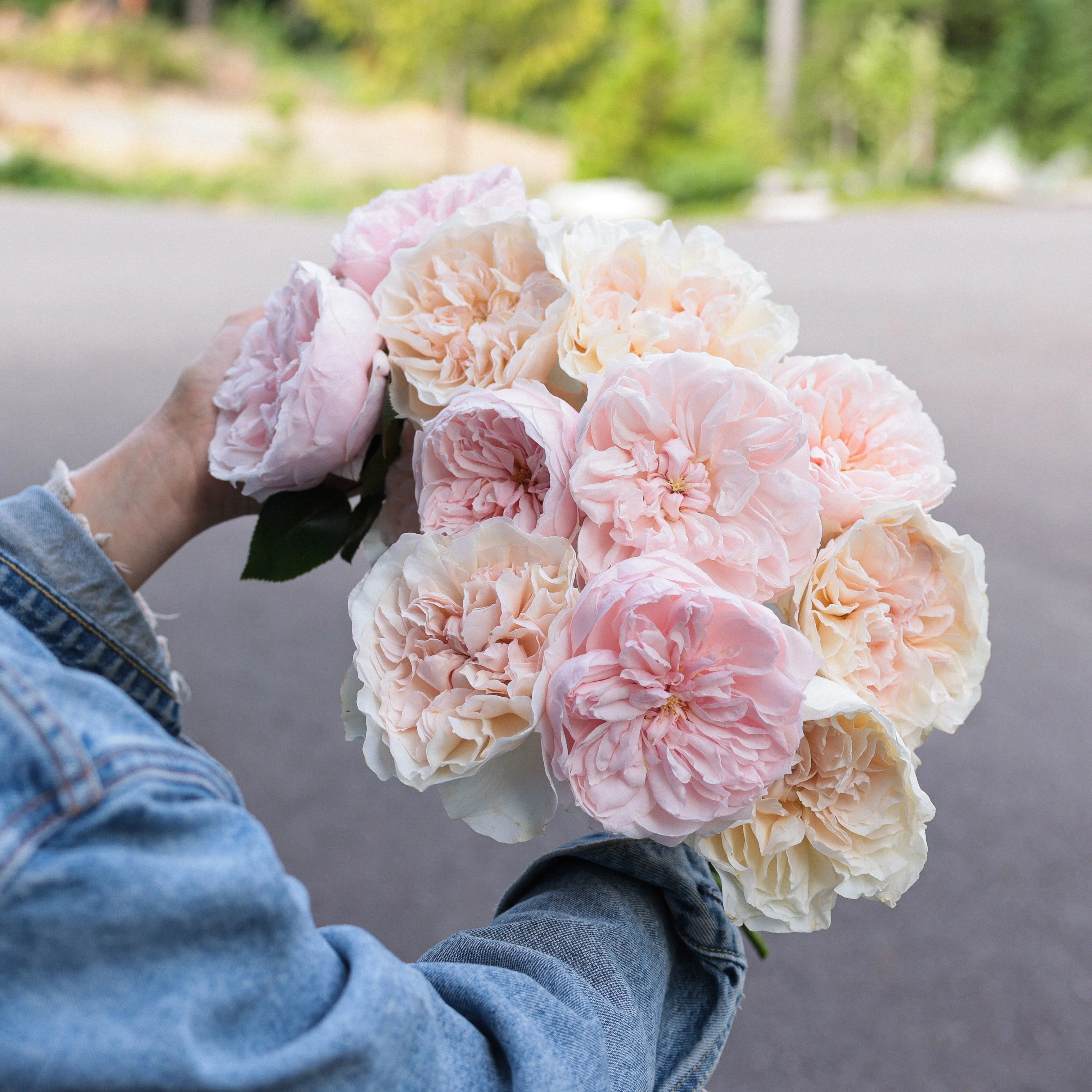 I Can't Believe They Aren't Peonies!