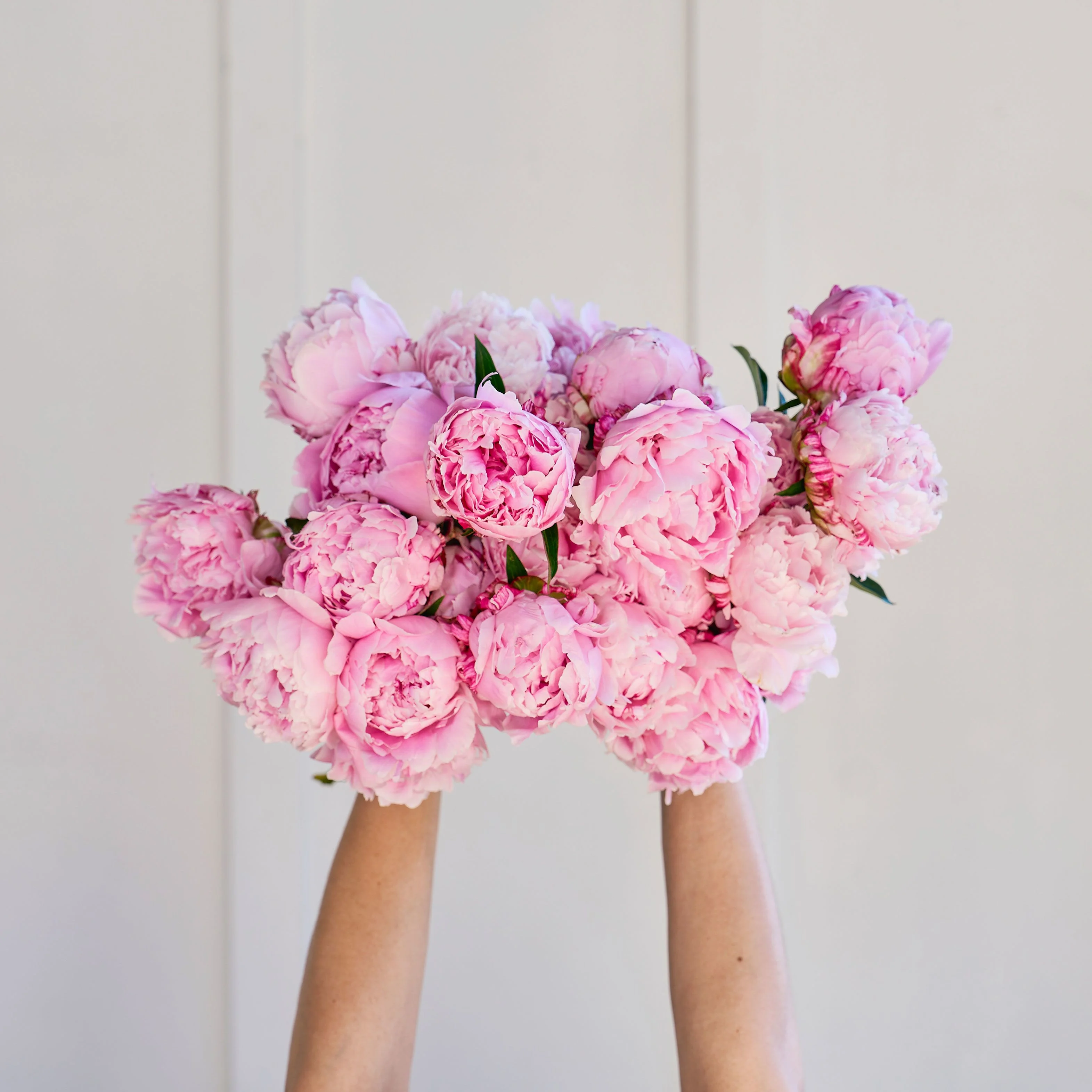 Plenty of Peonies!
