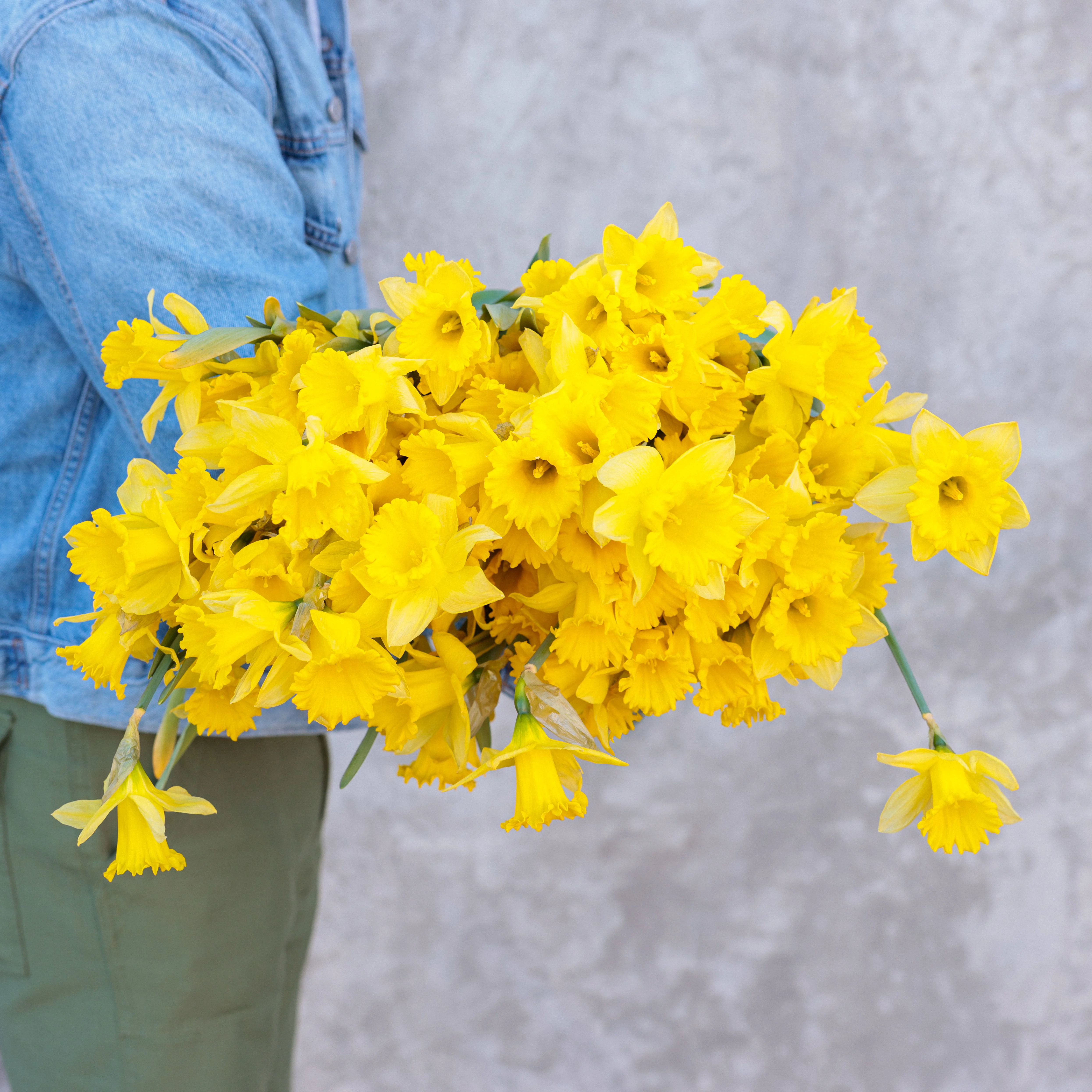 Hot Ticket: 100 Daffodils!