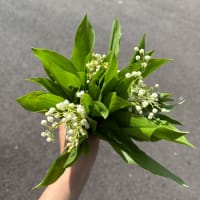 ディズニープリンセスのベビーグッズも大集合 Valley The Of Lily Send Flowers Delivery Online Fast | 食器