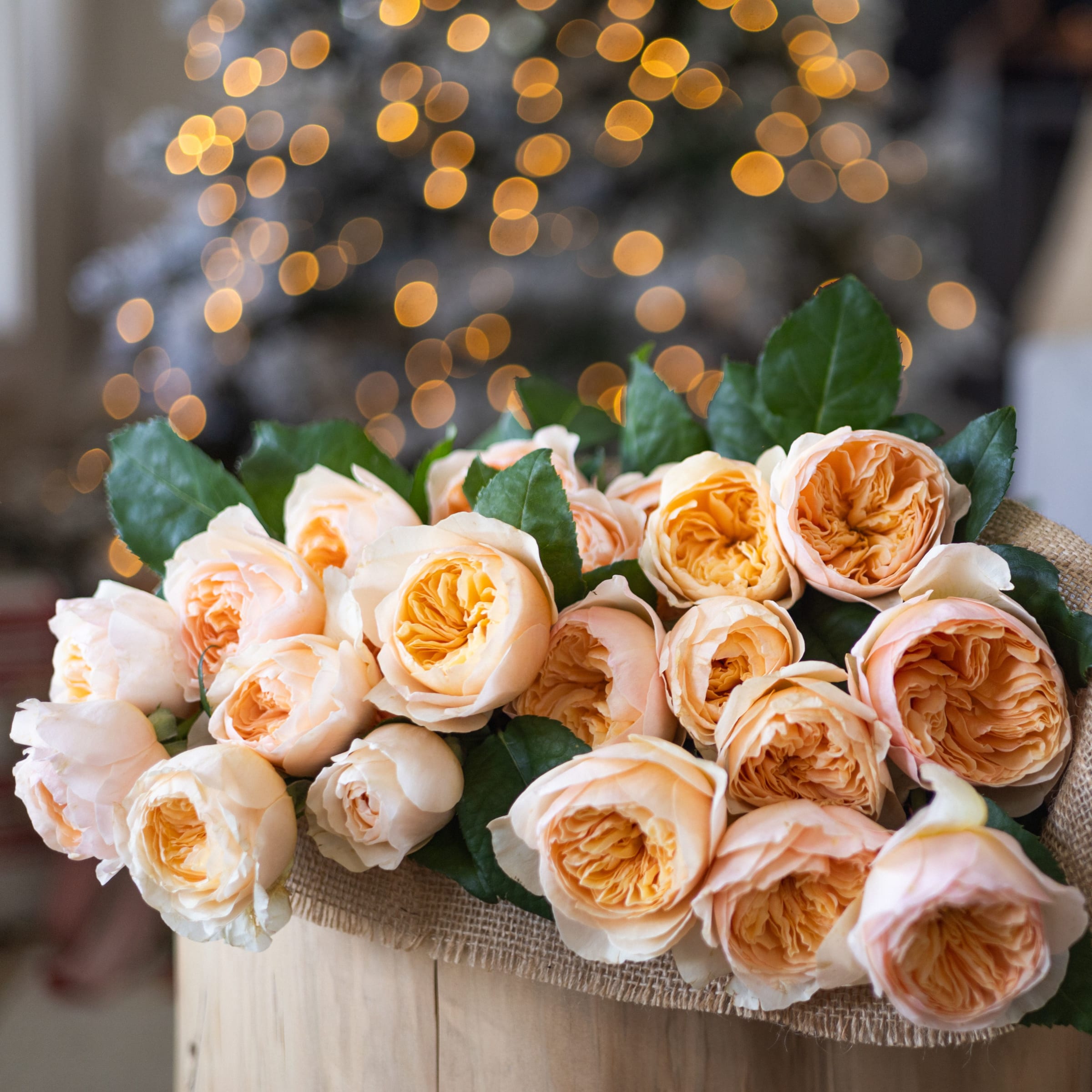 image of EXTRA BUTTERCREAM HOLIDAY 3.jpg