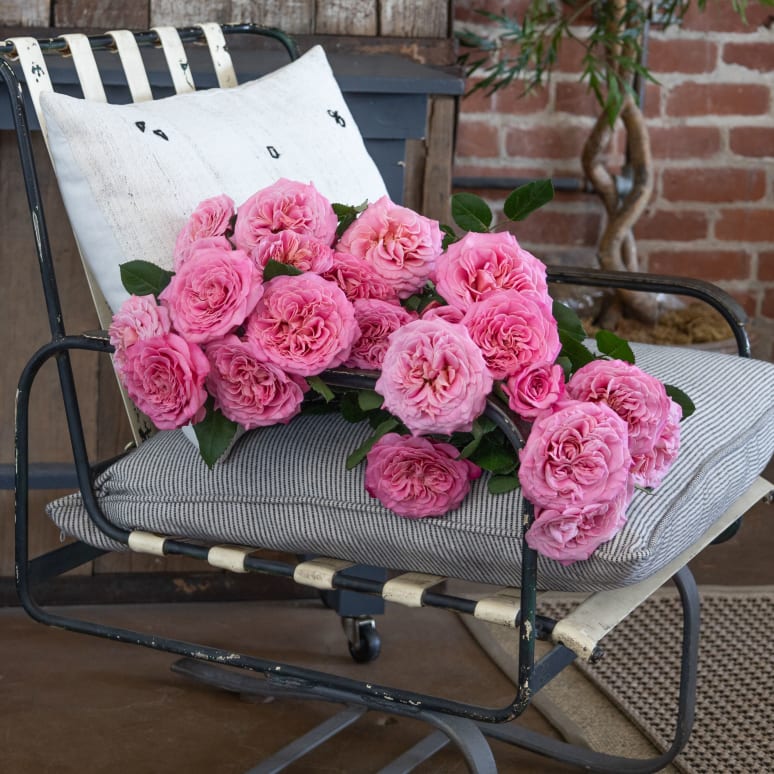 Grower's Choice Garden Roses x 2!