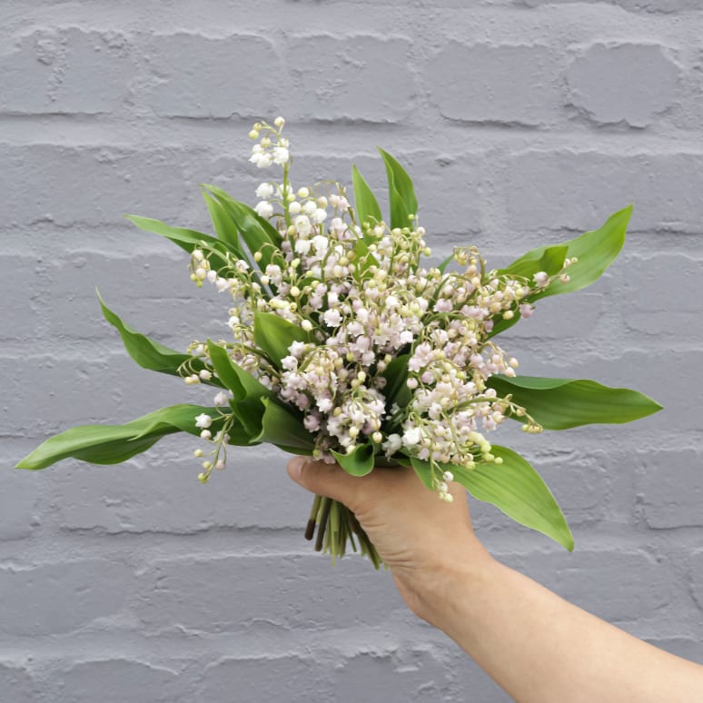 Lily of the Valley!
