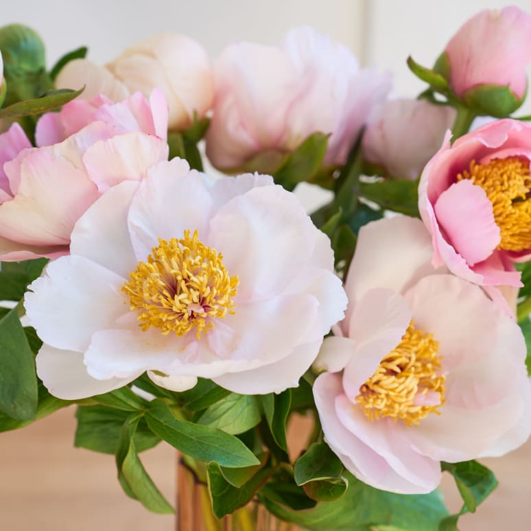 Specialty Field Trial Peonies - Super limited supply!