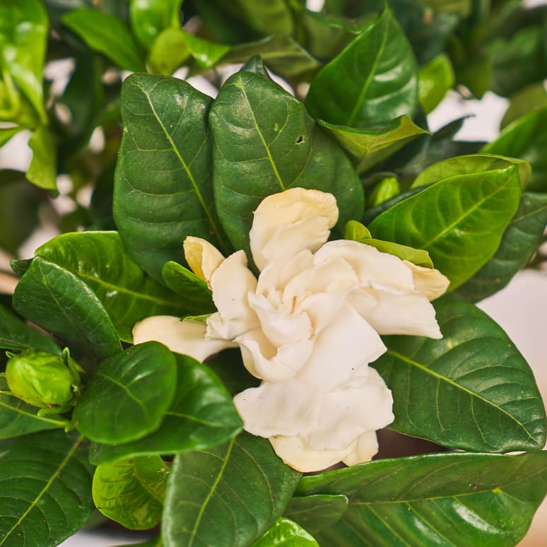 Avant Gardenia