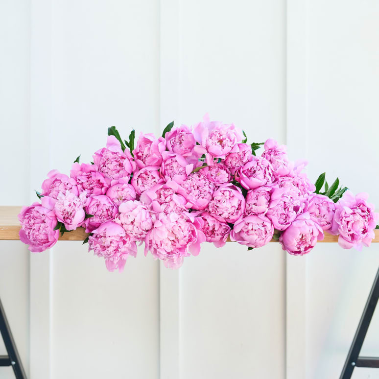 The Most Peonies!