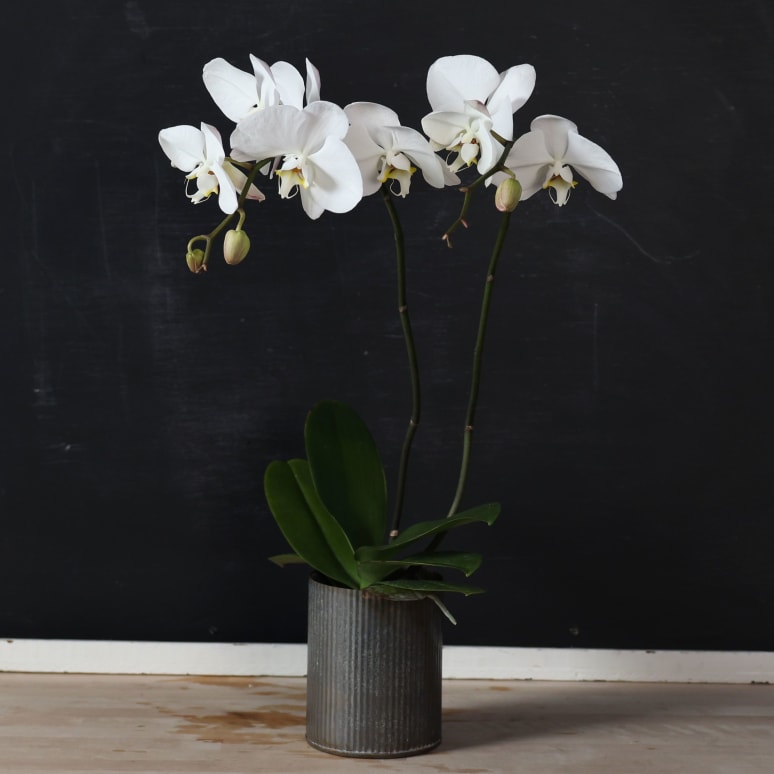 Phal Safe