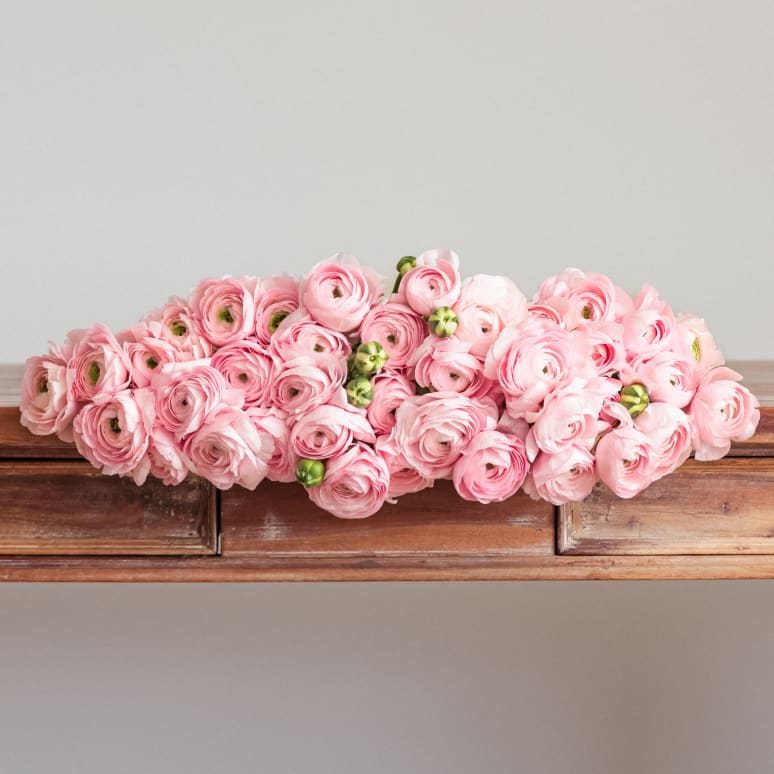 Christina's Favorite Specialty Ranunculus x2!