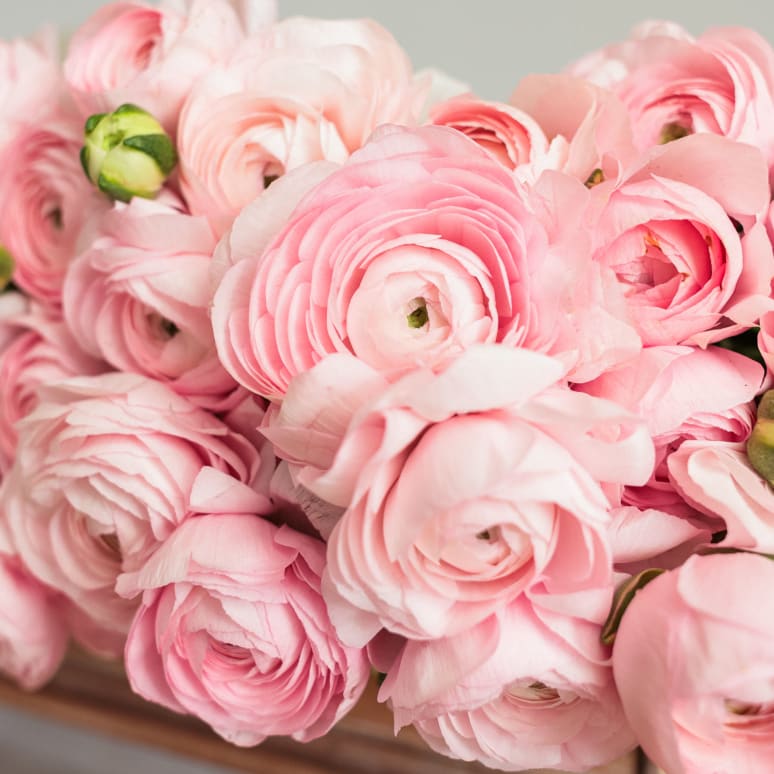 Christina's Favorite Specialty Ranunculus x2!