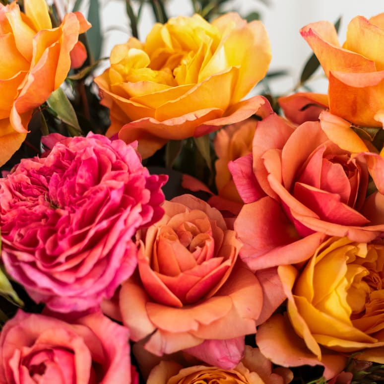 With Heart: Every Mother Counts Garden Roses