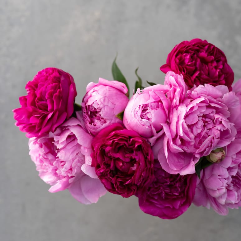 Peonies, Please!