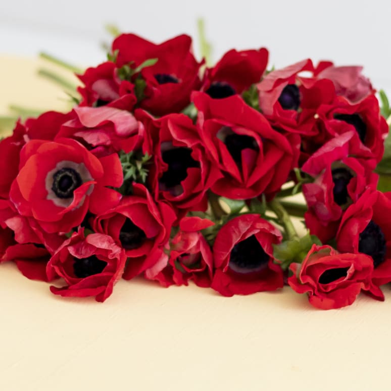 Grower's Choice Anemones x 2!