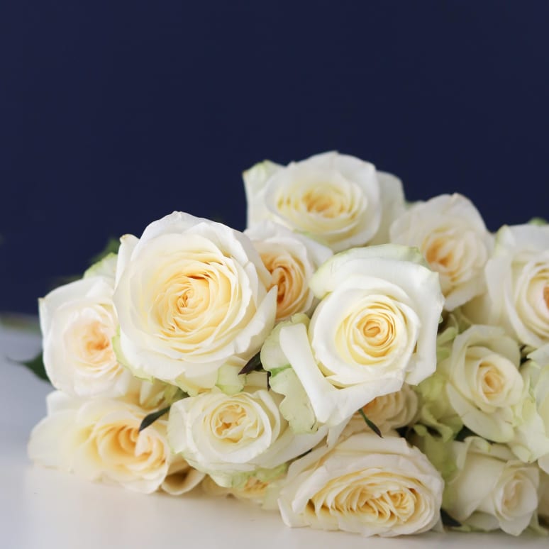 Grower's Choice Garden Roses x 2!