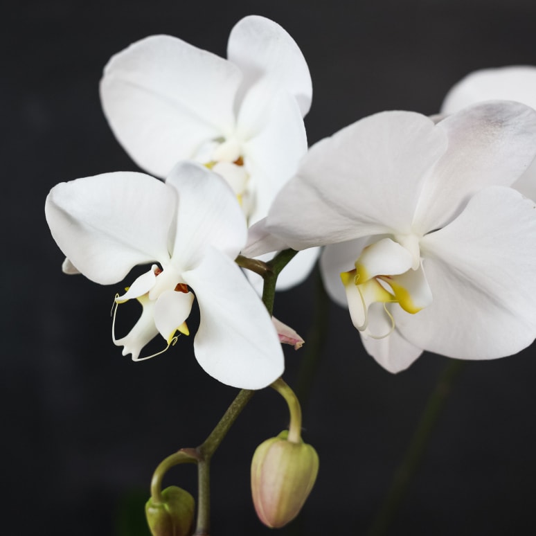Phal Safe