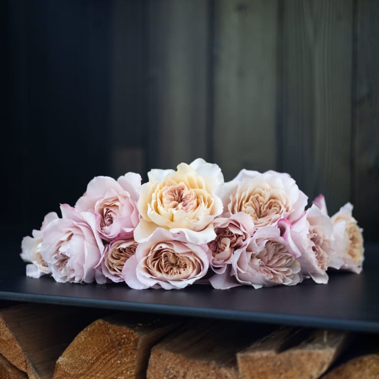 Christina's Favorite Garden Roses