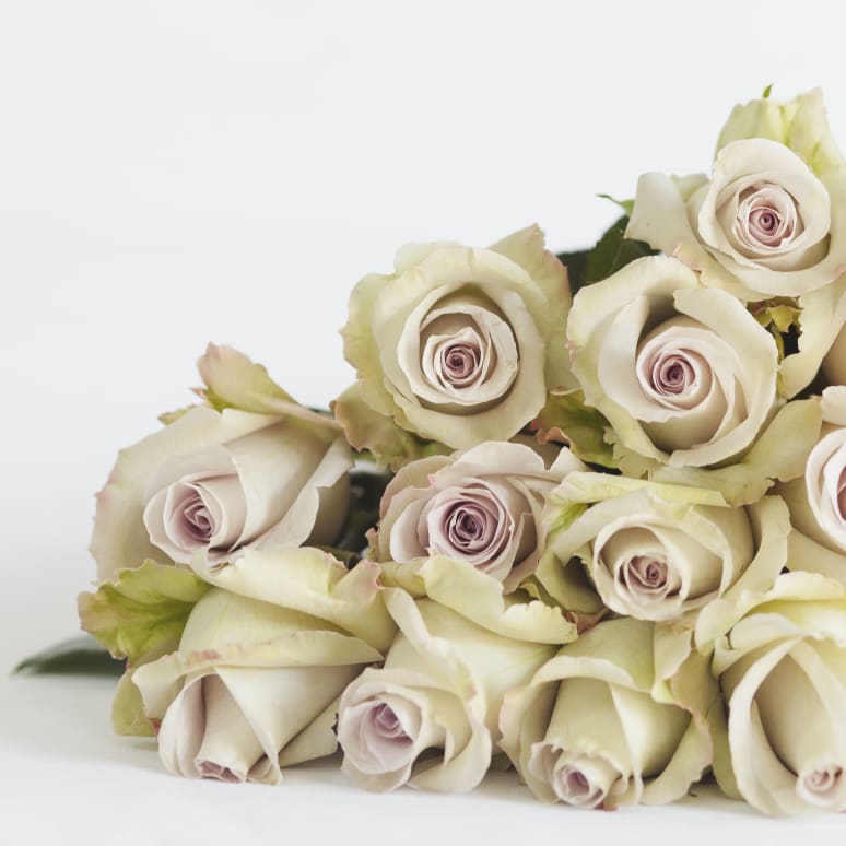 Grower's Choice Garden Roses x 2!
