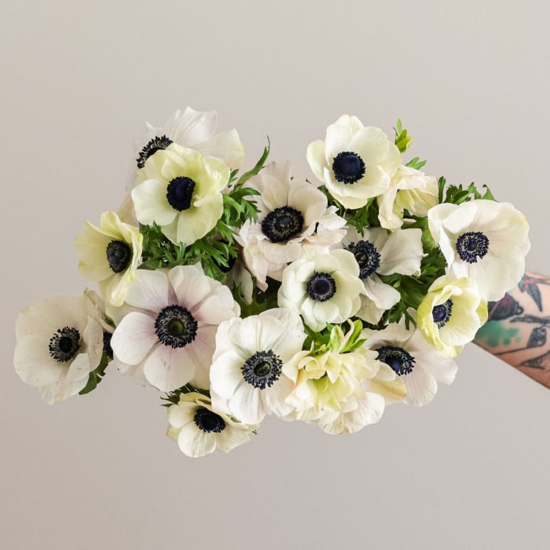 Grower's Choice Anemones!