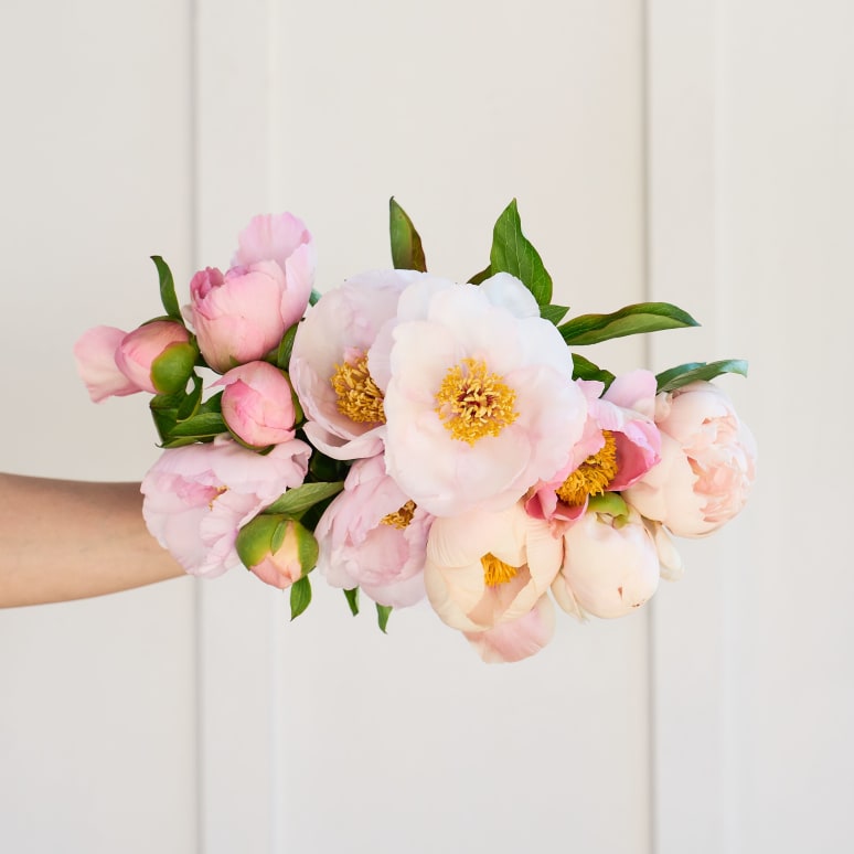 Specialty Field Trial Peonies - Super limited supply!