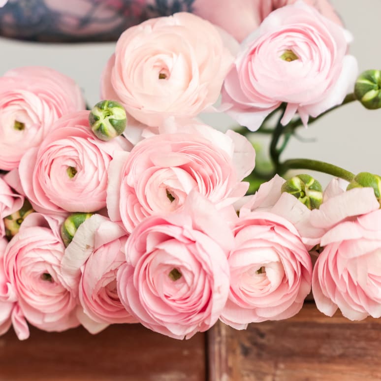 Christina's Favorite Specialty Ranunculus!