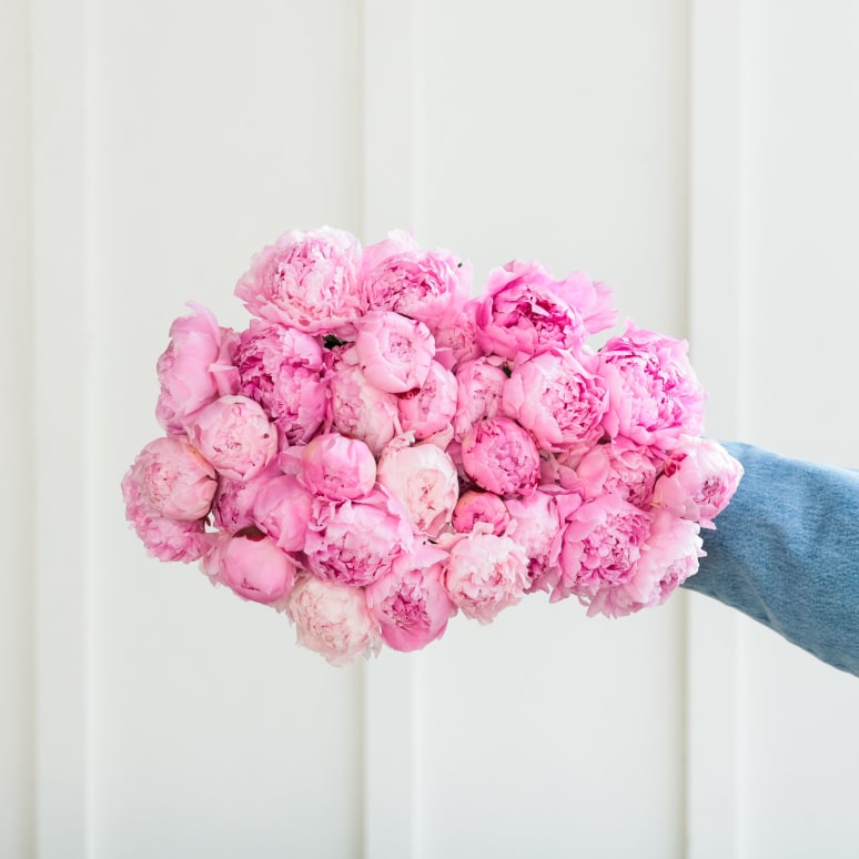 Even More Peonies!