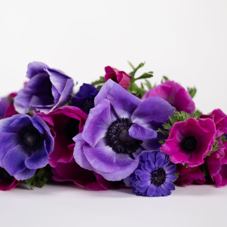 Grower's Choice Anemones x 2!