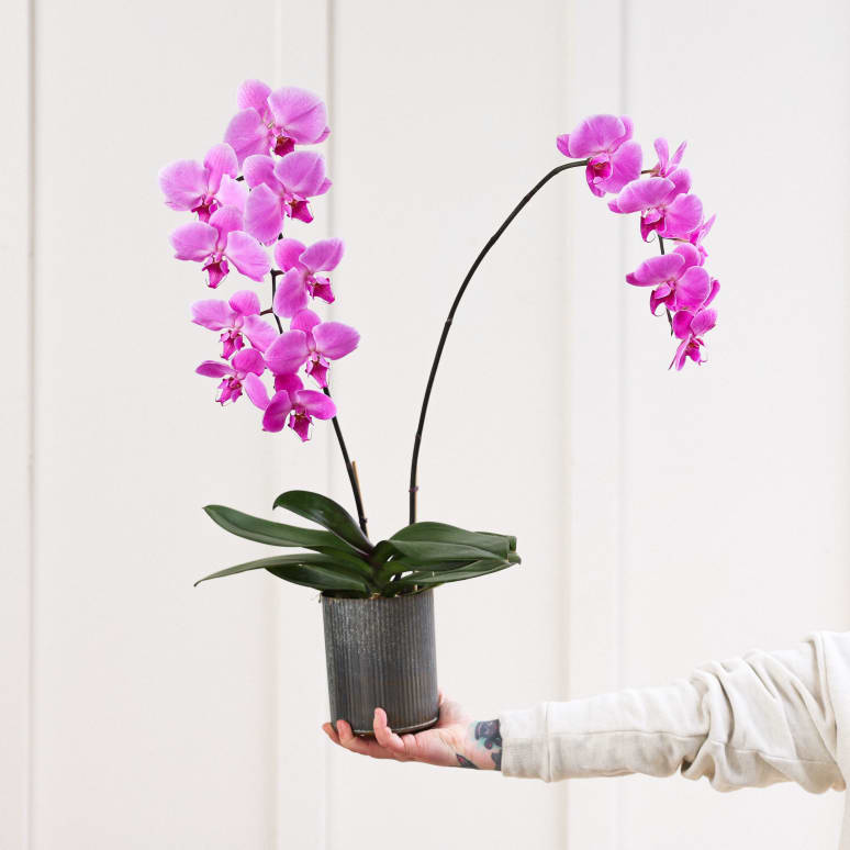Epic Phal