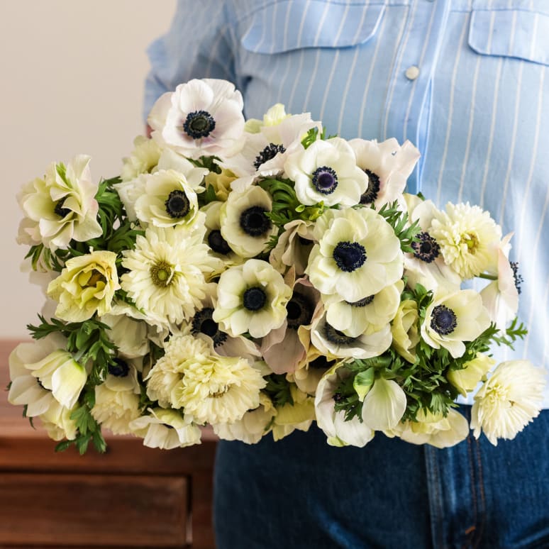 Grower's Choice Anemones x3!
