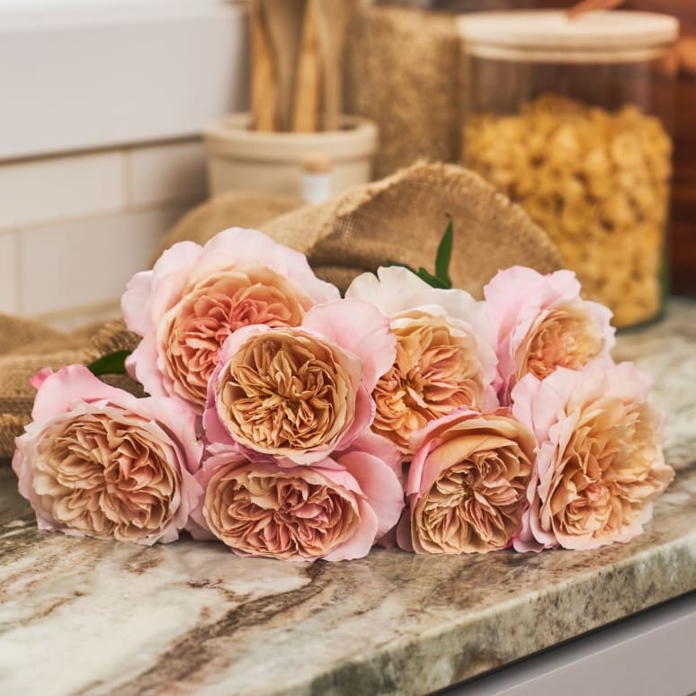 Christina's Favorite Garden Roses
