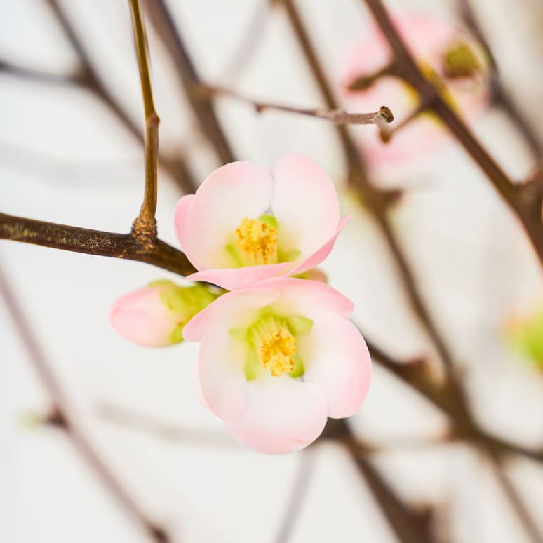 Quince Charming
