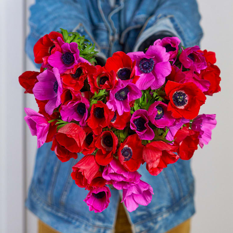 Grower's Choice Anemones x3!