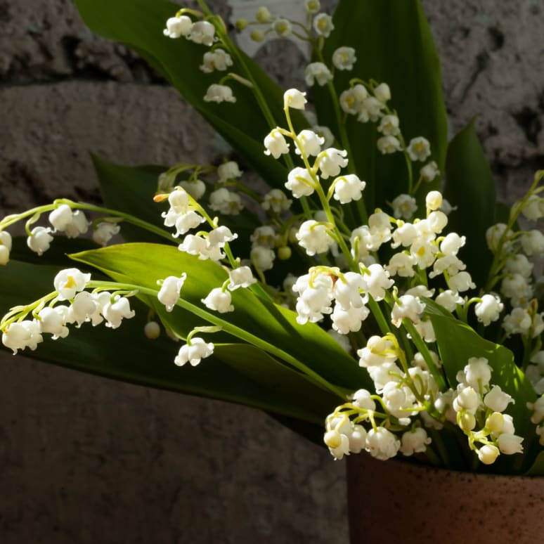 Lily of the Valley!