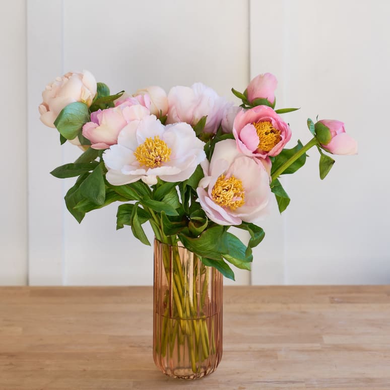 Specialty Field Trial Peonies - Super limited supply!