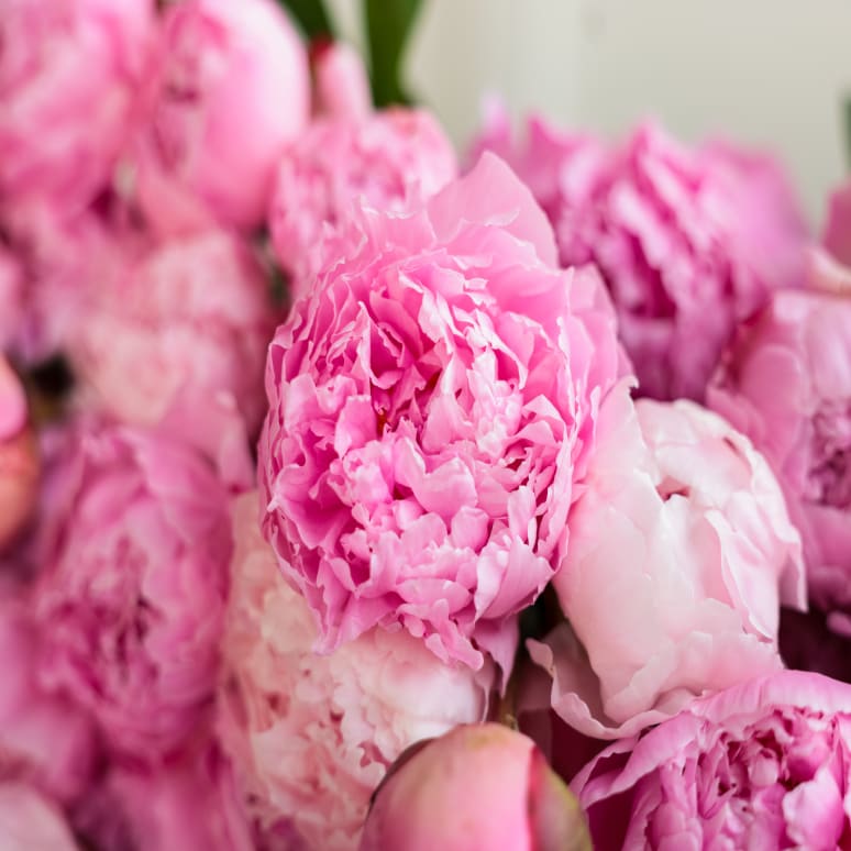 The Most Peonies!