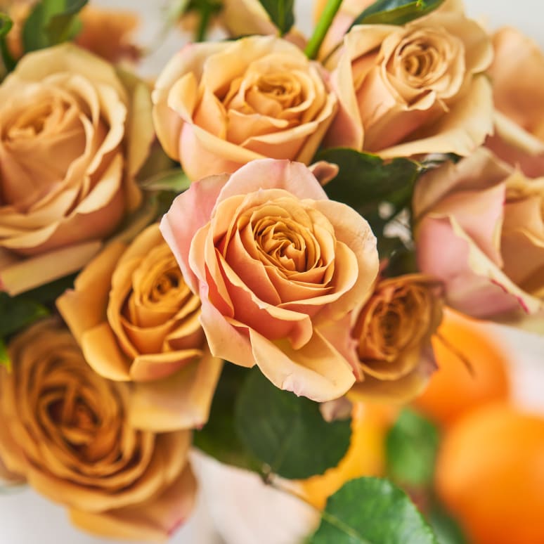 Grower's Choice Garden Roses x 2!