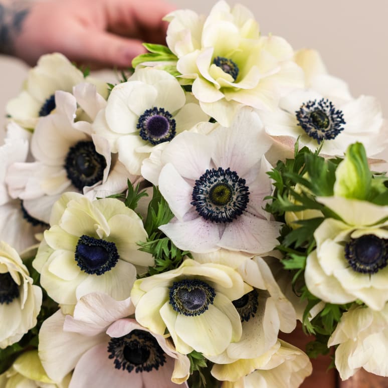 Grower's Choice Anemones x 2!