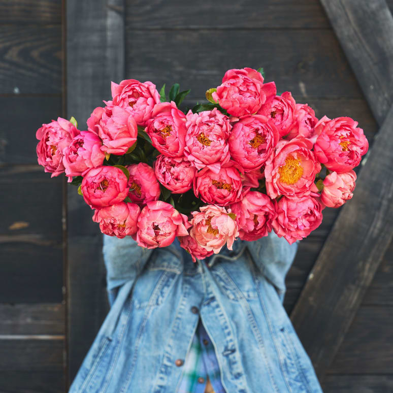 More Peonies!