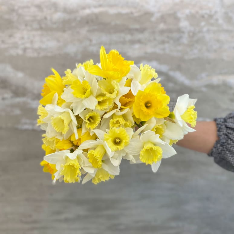 Gold You So: 50 Daffodils!
