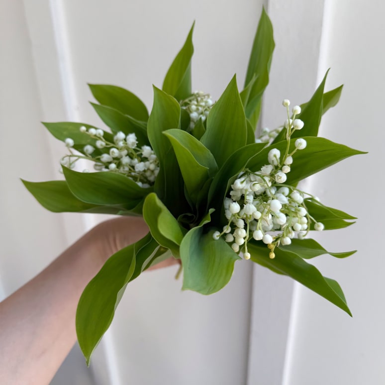 Lily of the Valley!