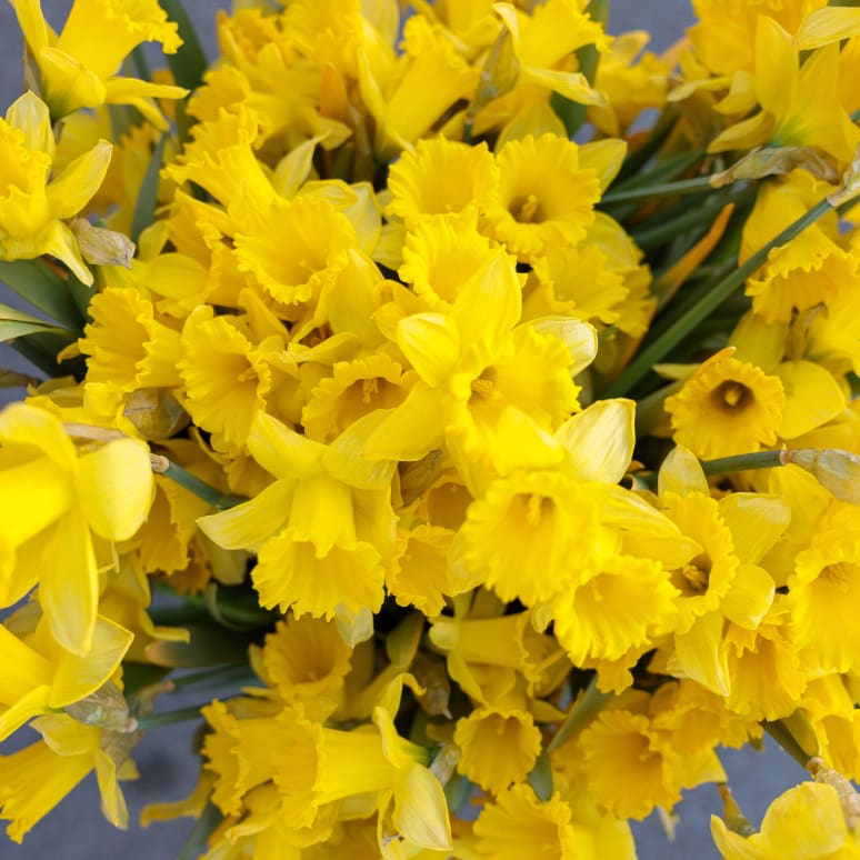 Gold You So: 50 Daffodils!