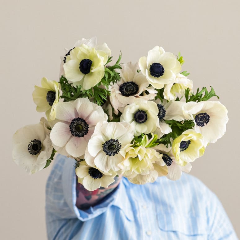 Grower's Choice Anemones!
