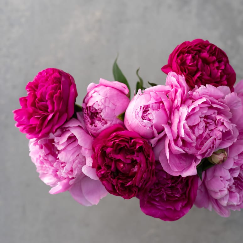 Peonies!