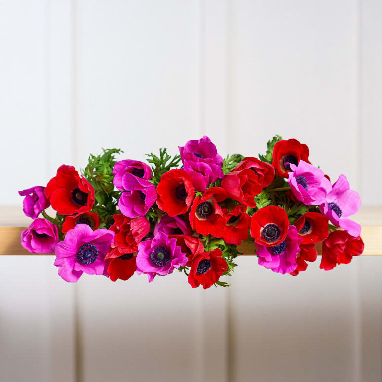 Grower's Choice Anemones x 2!
